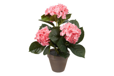 Image of Hortensie rosa im Topf grau H 40cm