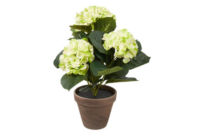 Image of Hortensie grün im Topf grau H 40cm bei JUMBO