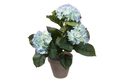 Image of Hortensie violett im Topf grau H 40cm bei JUMBO
