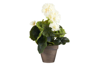Image of Geranium H34xd20cm creme In Topf bei JUMBO