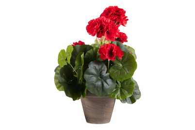 Image of Geranium H34xd20cm rot In Topf bei JUMBO