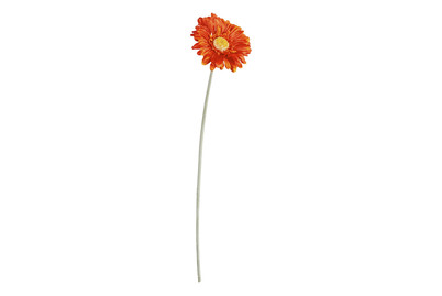 Image of Gerbera orange L 51cm bei JUMBO