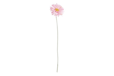 Image of Gerbera rosa L51cm bei JUMBO