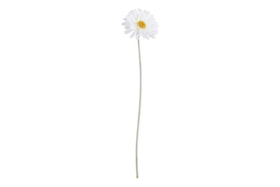 Image of Gerbera creme L51cm bei JUMBO