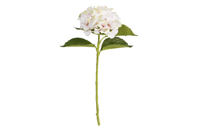 Image of Hortensie l. rosa 51cm bei JUMBO