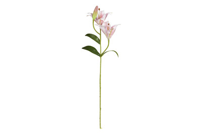 Image of Tigerlilie rosa 65cm
