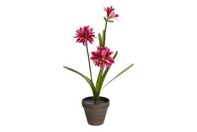 Image of Agapanthus Rosa IN Topf 11.5Cx45X20Cm bei JUMBO