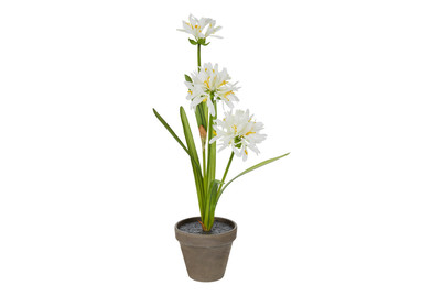 Image of Agapanthus Weiss IN Topf 11.5X45X20Cm