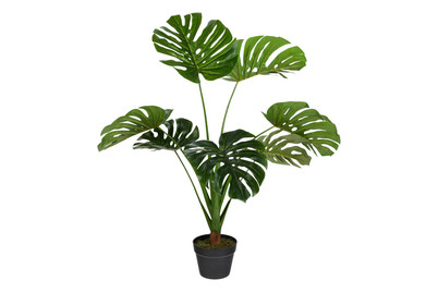 Image of Monstera In Topf grün H90xd70cm bei JUMBO