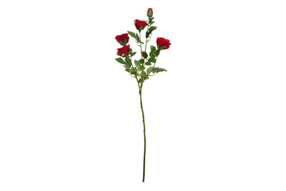 Image of Rose rot 73cm bei JUMBO