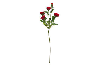 Image of Rose rot 73cm