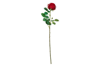 Image of Rose rot 69cm