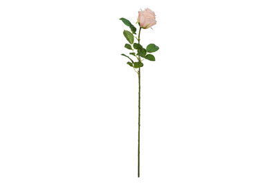 Image of Rose pfirsich 69cm bei JUMBO