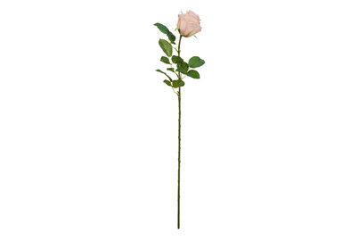 Image of Rose pfirsich 69cm