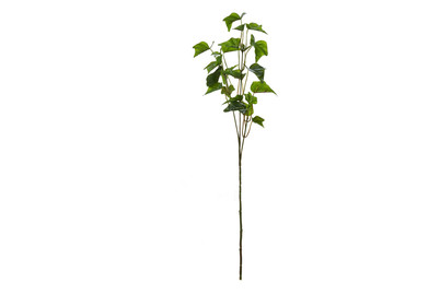 Image of Efeu grün L55xb13xh3cm bei JUMBO