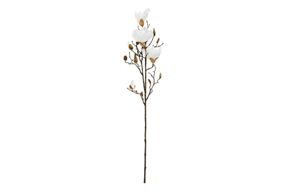 Image of Magnolie weiss 88cm bei JUMBO