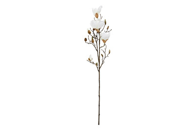Image of Magnolie weiss 88cm