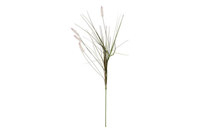 Image of Dogtail Gras lila 84cm bei JUMBO