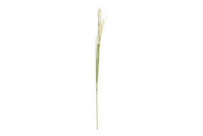 Image of Dogtail Gras grün 84cm