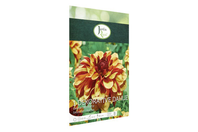 Image of Blumenzwiebeln Dahlie Sagitta bei JUMBO