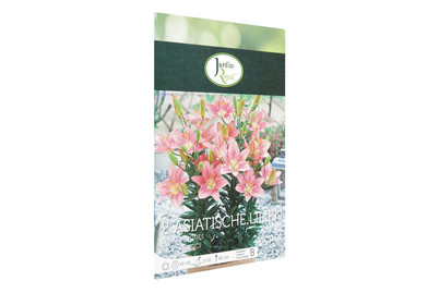 Image of Blumenzwiebeln Asiatische Lilien Rosa bei JUMBO