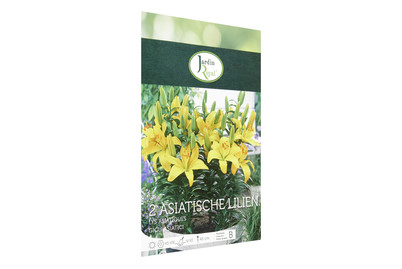 Image of Blumenzwiebeln Asiatische Lilien Gelb bei JUMBO