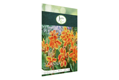Image of Blumenzwiebeln Canna Lucifer bei JUMBO