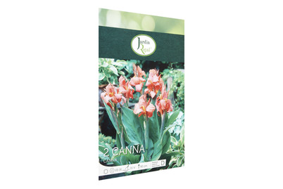 Image of Blumenzwiebeln Canna City OF Portland bei JUMBO