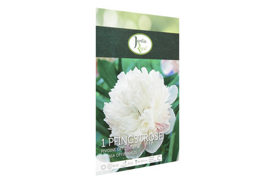 Image of Blumenzwiebeln Pfingstrose Weiss bei JUMBO