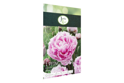 Image of Blumenzwiebeln Pfingstrose Rosa bei JUMBO