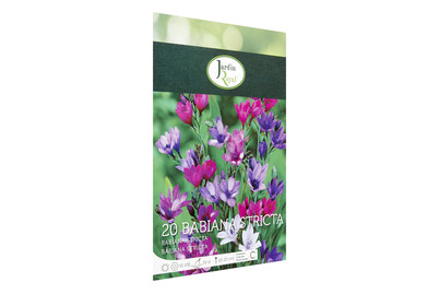 Image of Blumenzwiebeln Babiana Stricta bei JUMBO