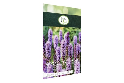 Image of Blumenzwiebeln Prachtscharte bei JUMBO