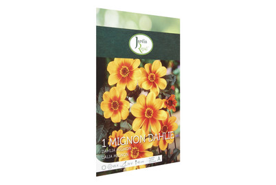 Image of Blumenzwiebeln Dahlie Sunshine bei JUMBO
