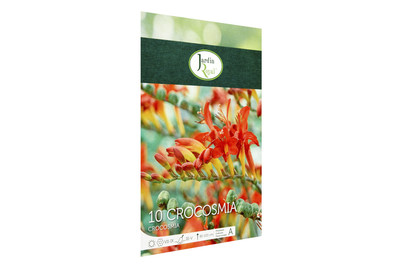 Image of Blumenzwiebeln Crocosmia Lucifer bei JUMBO