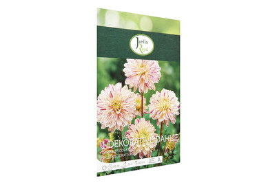 Image of Blumenzwiebeln Dahlie Smokey bei JUMBO