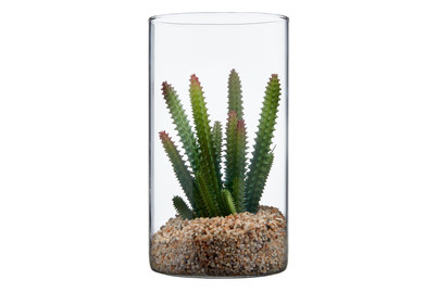 Image of Sukkulente Gruen Sort3 D10Xh18Cm bei JUMBO