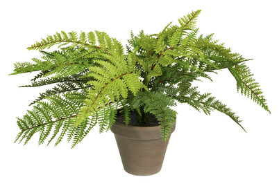 Image of Farn grün im Topf grau ØxH 11.5x40cm bei JUMBO