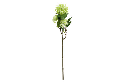 Image of Viburnum Gruen L46Cm bei JUMBO