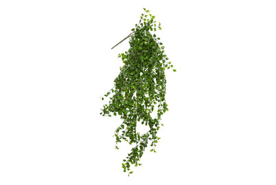 Image of Ficus hängend grün 81x24x10cm