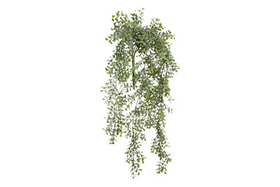 Image of Buchsbaum hängend grün 74x20x10cm