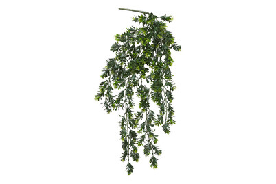 Image of Schefflera hängend grün 75x20x10cm