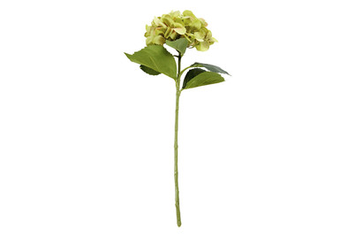 Image of Hortensie grün 51cm bei JUMBO