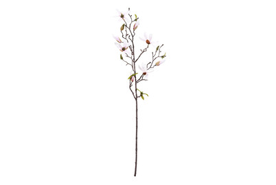 Image of Magnolie rosa 75cm bei JUMBO