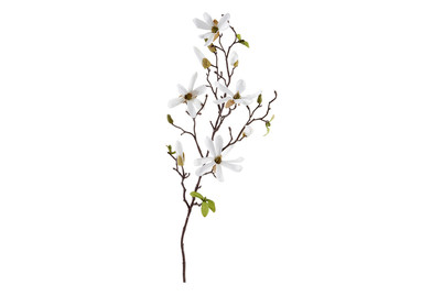 Image of Magnolie weiss 75cm bei JUMBO