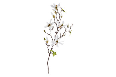 Image of Magnolie weiss 75cm