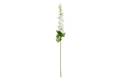 Image of Delphinium weiss 78cm bei JUMBO