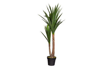 Image of Yucca im Topf grün ØxH 60x120cm bei JUMBO