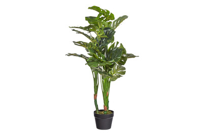 Image of Monstera im Topf grün ØxH 75x100cm bei JUMBO