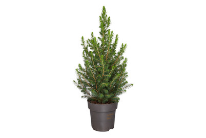 Image of Picea Glauca Conica P15H50 bei JUMBO