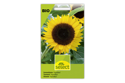 Image of Select BIO-Sonnenblumen Giganteus